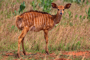Swaziland