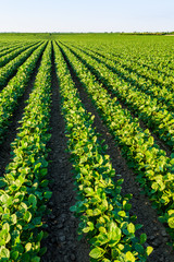 Green ripening soybean field, agricultural landscape