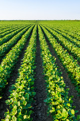 Green ripening soybean field, agricultural landscape