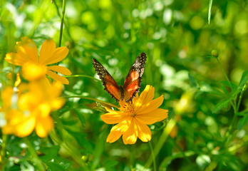 Danaus genutia or oriental striped tiger butterfly on a flower of cosmos