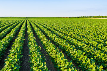 Green ripening soybean field, agricultural landscape