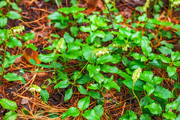 Plant is one-sided (lat. Orthilia secunda). Perennial herb