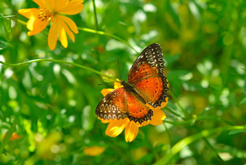 Danaus genutia or oriental striped tiger butterfly on a flower of cosmos