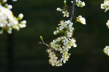 Fiori di ciliegio in piena fioritura