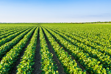 Green ripening soybean field, agricultural landscape