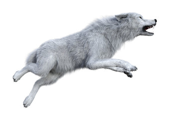 3D Rendering Arctic Wolf on White © photosvac