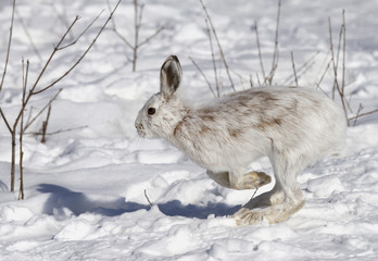 Snowshoe hare or Varying hare (Lepus americanus) running in the winter snow in Canada © Jim Cumming