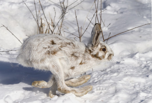 Snowshoe hare or Varying hare (Lepus americanus) running in the winter snow in Canada