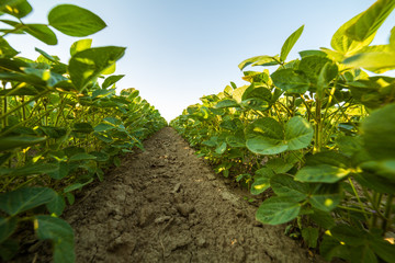 Green ripening soybean field, agricultural landscape