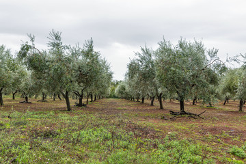 landscape with rows of olive trees in Istria, Croatia