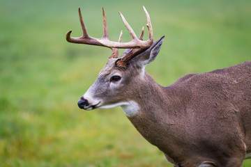 Stag Deer