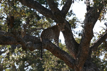South African wildlife