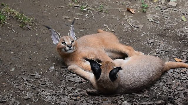Close up view of two cute baby caracal kittens lie resting on the ground, hug and play, one looking at camera, high angle