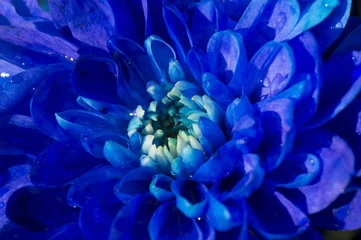Foto op Canvas blauwe chrysant in bloei © twanwiermans