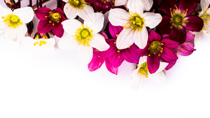 close-up of saxifraga bryoides or mossy saxifrage flowers with copy space. spring and summer border template . greeting and holiday card or postcard.