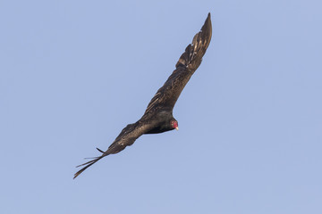 Turkey vulture in flight