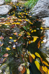 Colorful leaves floating in a small stream during fall