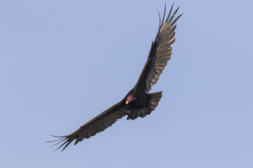 Turkey vulture in flight © Mircea Costina
