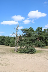 Fototapeta premium Idylle in den Verdener Dünen