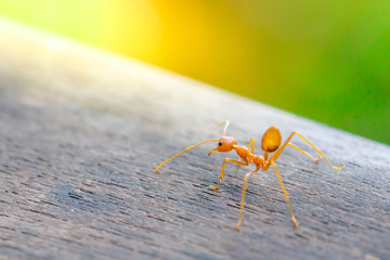 Ant standing on wooden floor blur