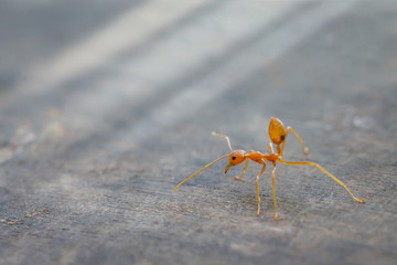 Ant standing on wooden floor