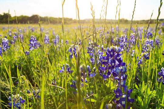 Backlit Bluebonnets Bloom In Marble Falls, Texas