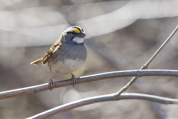 white throated sparrow in spring