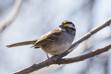 white throated sparrow in spring