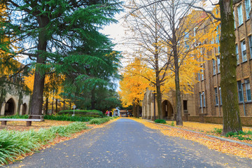 Autumn in Tokyo, Ginkgo tree and old building, Japan