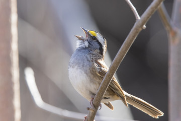 white throated sparrow in spring