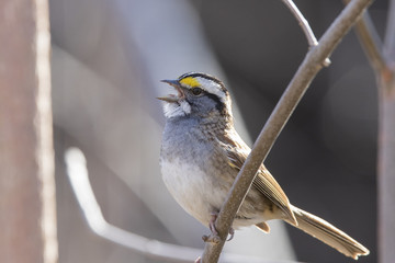 white throated sparrow in spring
