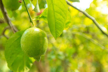 closeup of lemon on a tree