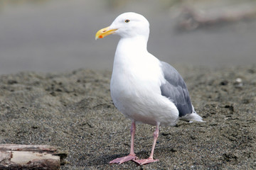 Obraz premium Goat Rock Beach - northwestern Sonoma County, California, is the mouth of the Russian River, and the southern end of this crescent shaped expanse is the massive Goat. Seagull, Seal. 
