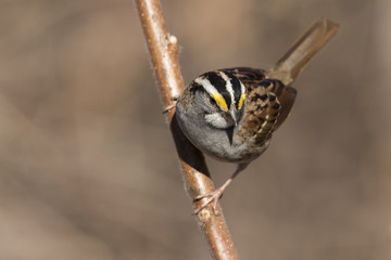 white throated sparrow in spring
