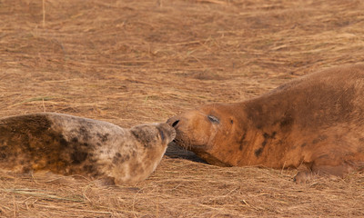 cow and pup seal
