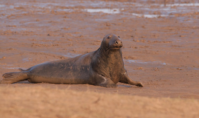 male bull seal