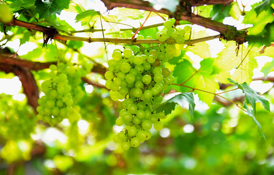 Bunch Of Grapes On A Vine In The Sunshin