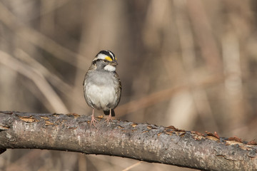 white throated sparrow in spring