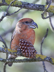 Parrot crossbill (Loxia pytyopsittacus)