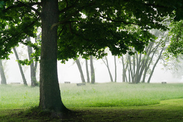 Foggy morning in park with green grass