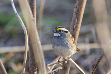 Fototapeta premium white throated sparrow in spring