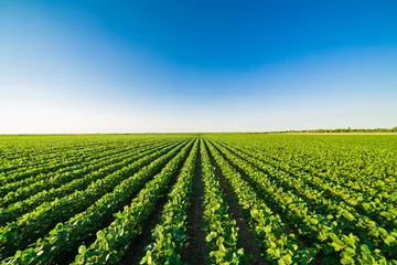 Foto op Plexiglas Green ripening soybean field, agricultural landscape © oticki
