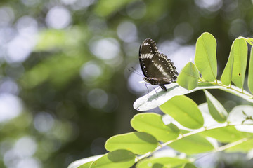 Burmese Raven Butterfly on leaves with sunlight