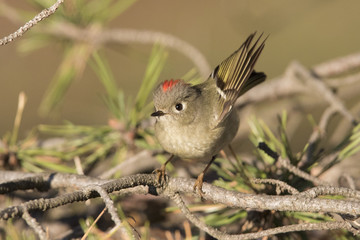 ruby-crowned kinglet 