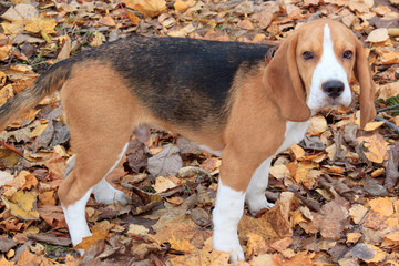 Beautiful beagle in the autumn park.