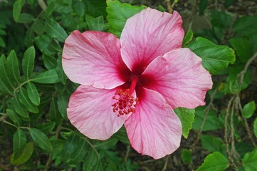 Hibiskusblüte © powerbold