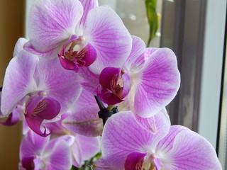 Obraz premium Blumen