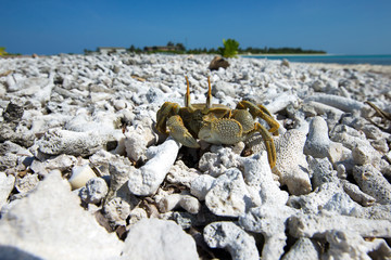crab on beach