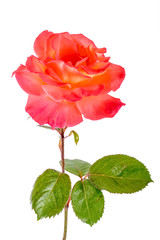 Fototapeta premium close-up of rose flower isolated on white background. greeting and holiday card or postcard.