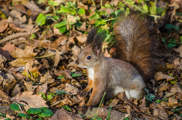 Squirrel on the tree in the park